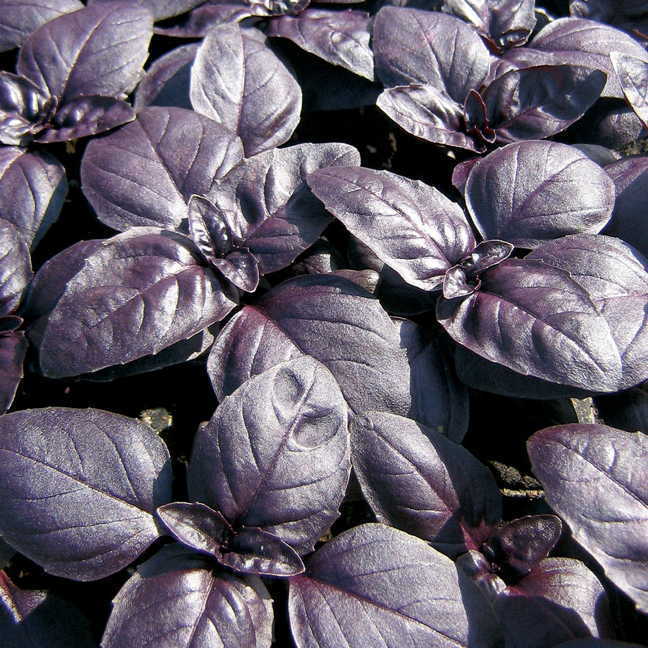basil, RED RUBIN, herb BASIL, 240 seeds! GroCo* buy US USA