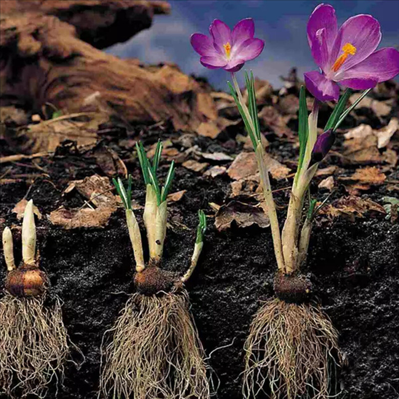 25pc CROCUS SAFFRON SEEDS Garden Plant Flower exotic USA seller FREE shipping