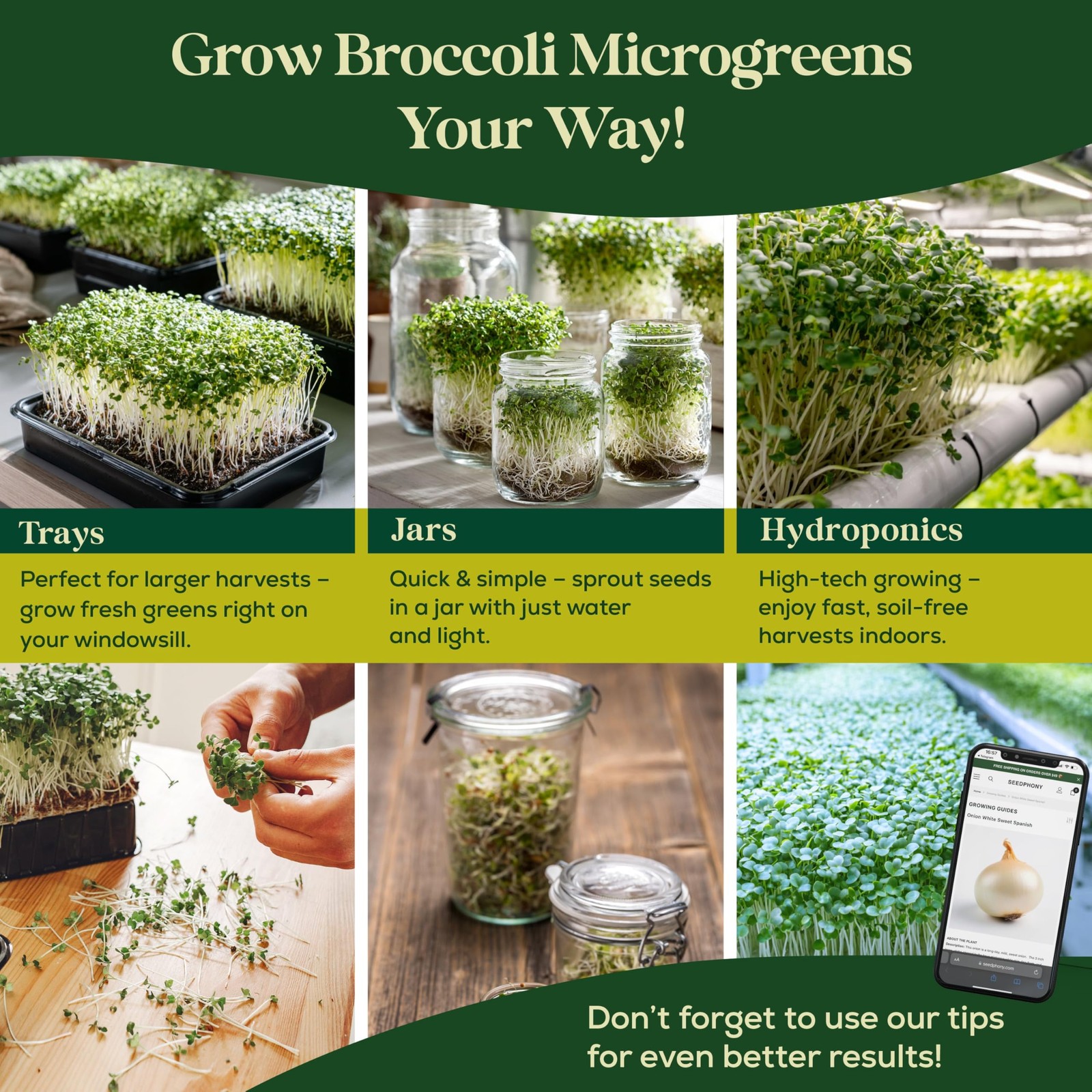 HighGermination Broccoli Sprouting Seeds 1lb NonGMO Heirloom for Microgreens