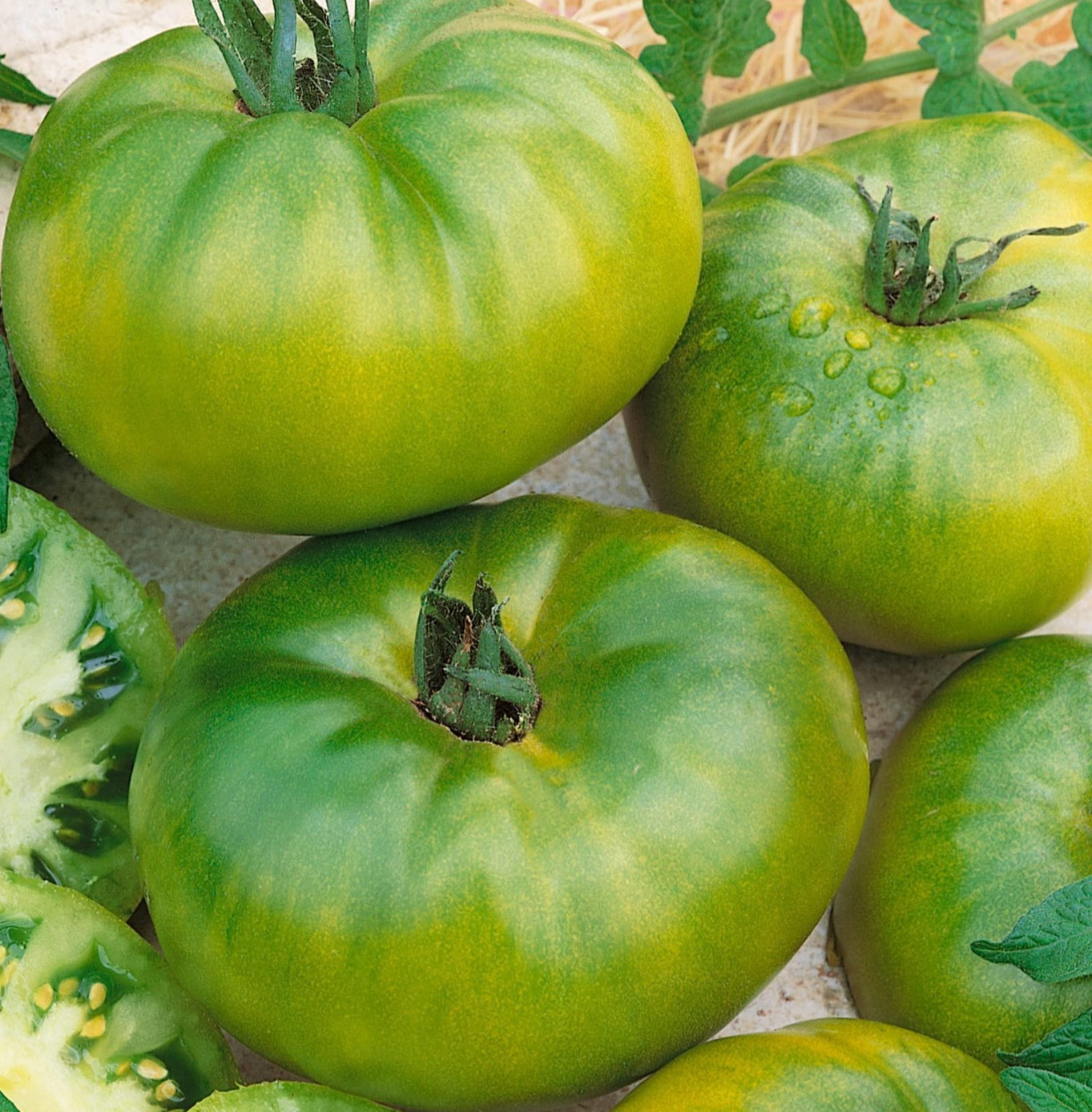 AUNT RUBY GERMAN GREEN TOMATO SEEDS 100+ indeterminate VEGETABLE garden NON-GMO