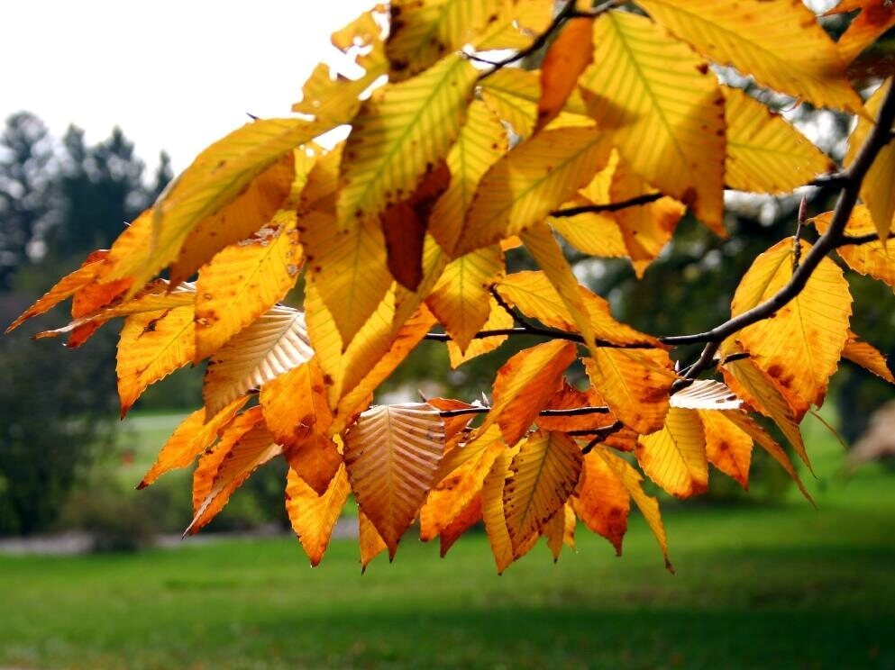 5 American Beech Tree Seeds (Fagus grandifolia) Hardy Zones 3-9 Fresh Nov. 25