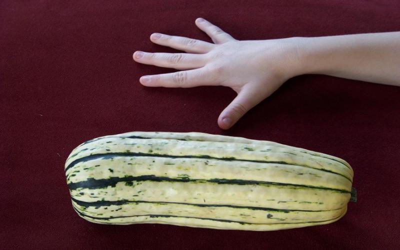 squash, DELICATA, SWEET POTATO SQUASH, 35 seeds! GroCo