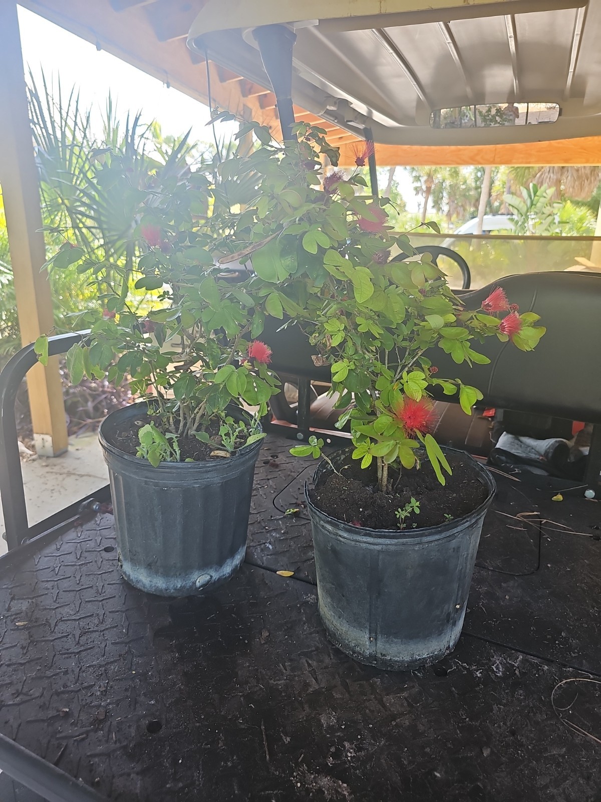 Mature Large dwarf pink powder puff Calliandra emarginata schultzei Live Plant