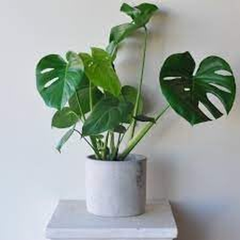 90PCS Fresh Monstera Plant Seeds, Rare Tropical Houseplant Seeds for Indoor & Ou