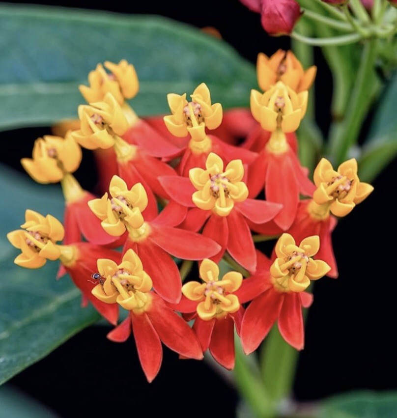 100 Milkweed Seeds- Attract Monarch Butterflies-Native Wildflower-Easy To Grow