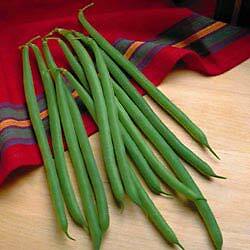 Bean Jade (Bush) 250 seeds