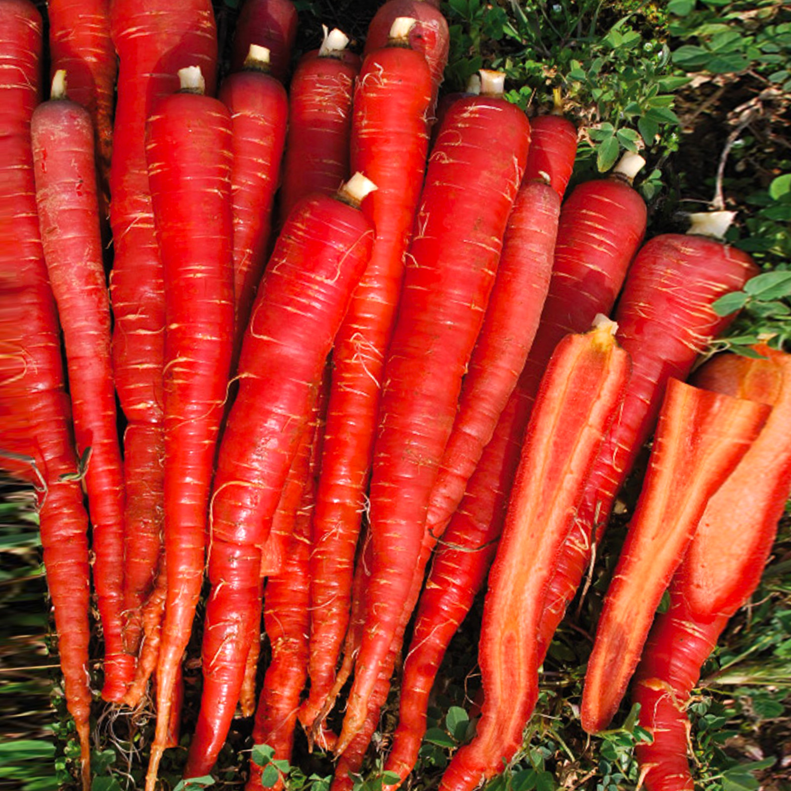Kintoki Red Carrot Seeds – For 2025 Planting Noir Galaxy Obsidian Cosmic Dark