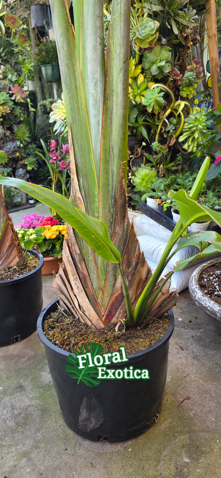 TRAVELERS PALM TREE – Ravenala madagascariensis – Large Plant No Seeds – Pick up