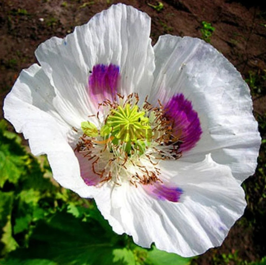 Poppy WHITE TASMANIAN Breadseed Poppy Reseeds Large Pods Organic 500 Seeds!