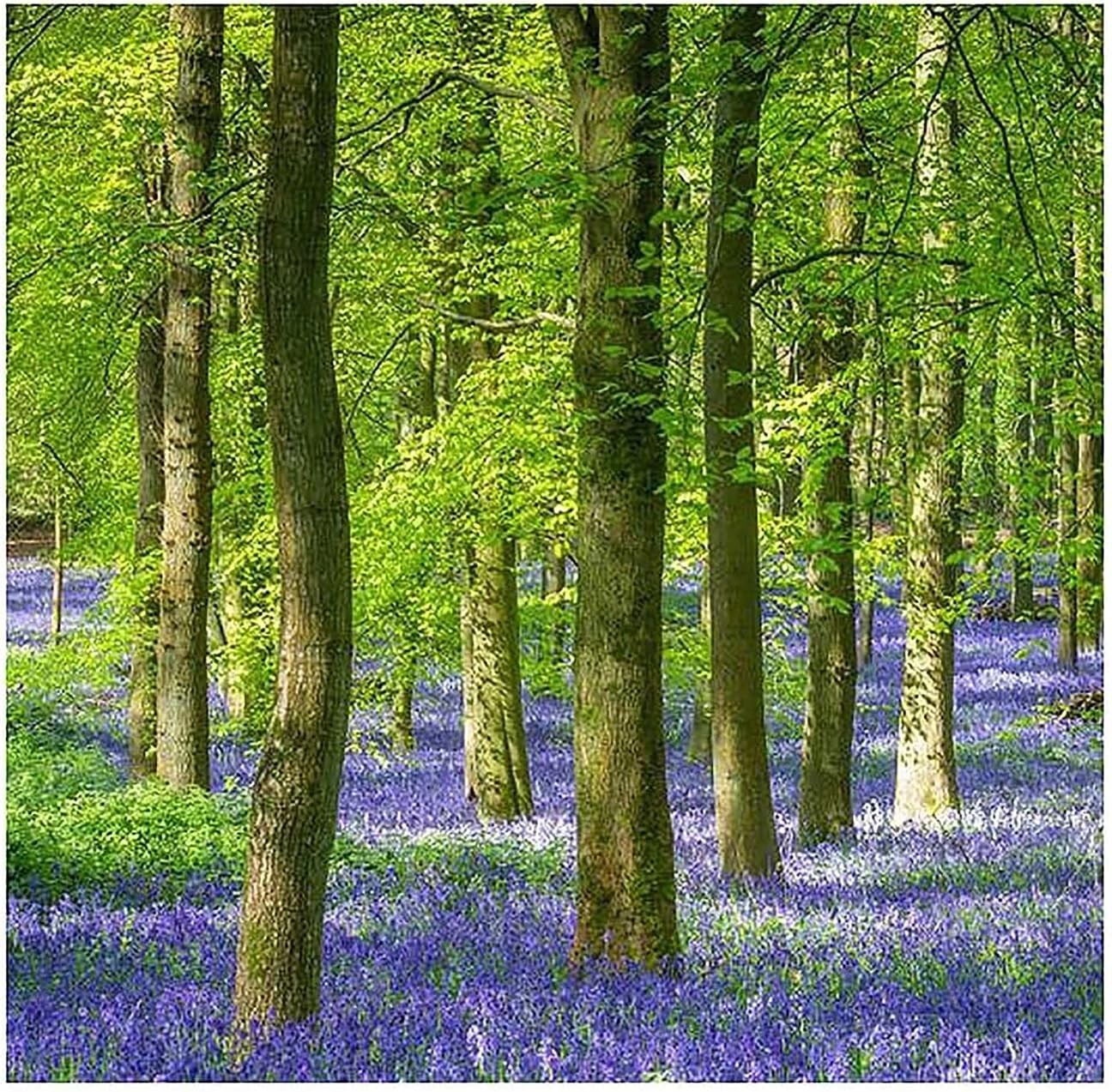 50 English Bluebell Bulbs – Classic Woodland Spring Flowers for Shade Gardens, N