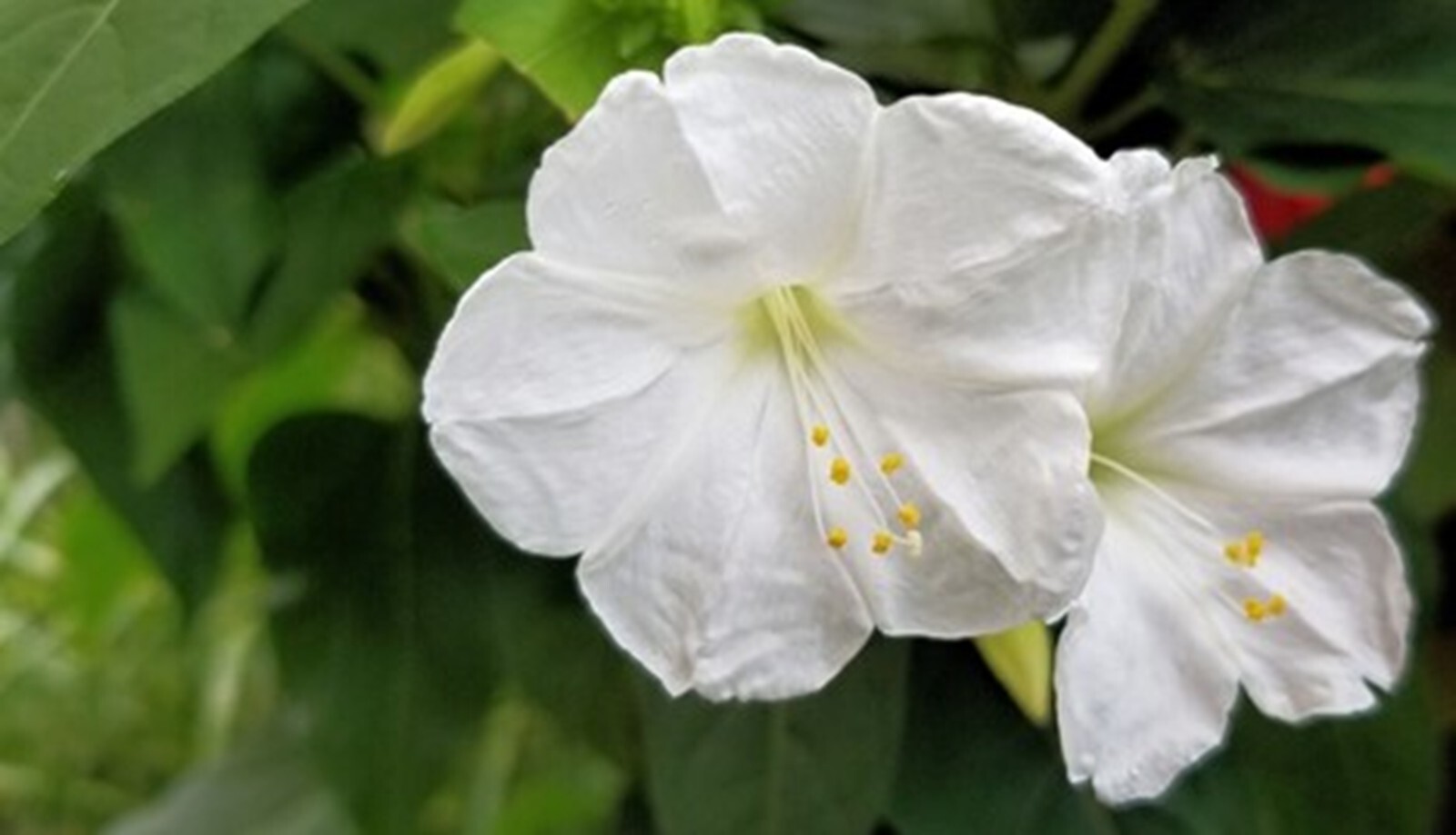 25 White 4 O’Clock Seeds Fragrant Flowers Perennial Mirabilis Jalapa