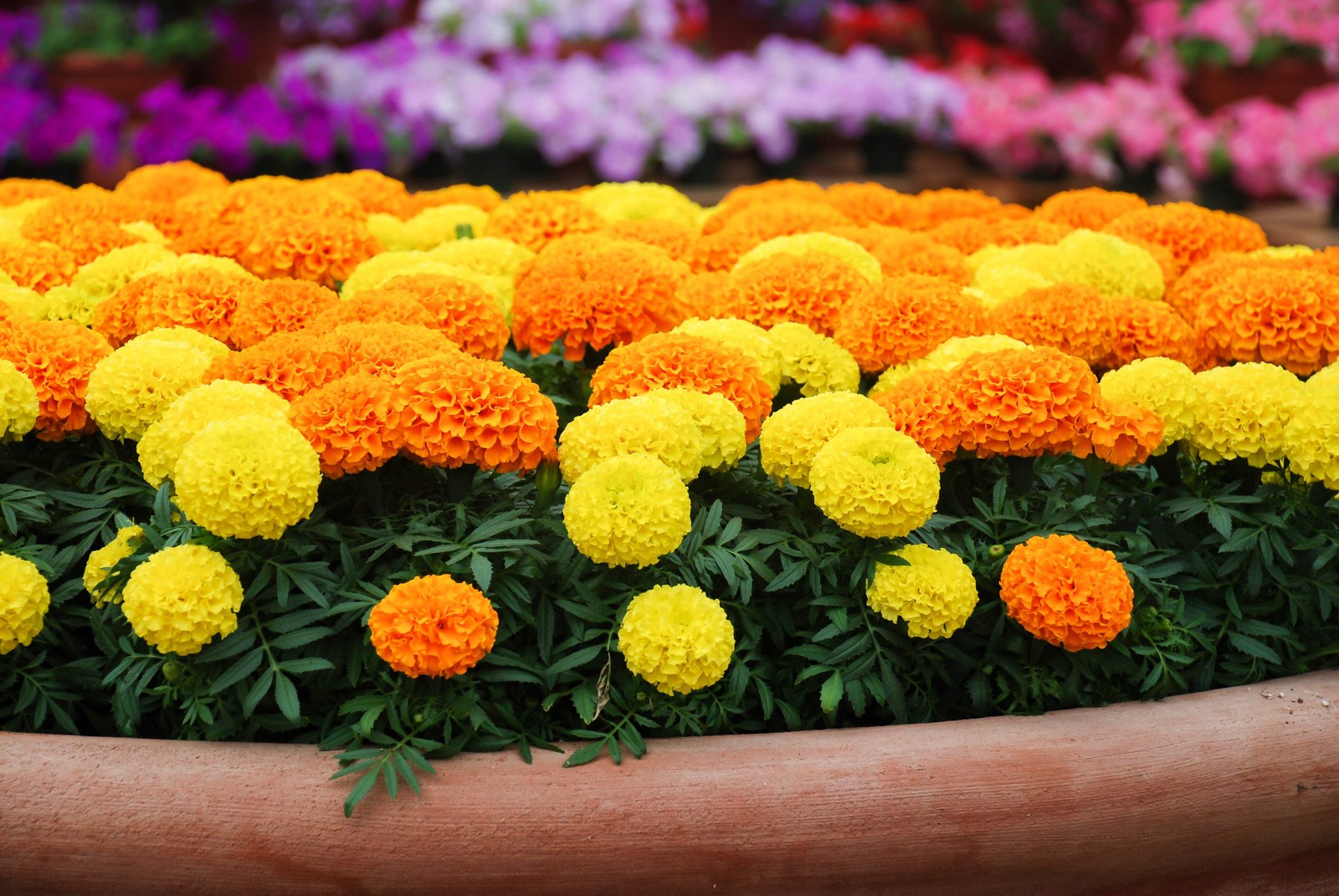 250 AFRICAN MARIGOLD CRACKERJACK Mixed Color Tagetes Erecta Flower Seeds *CombSH