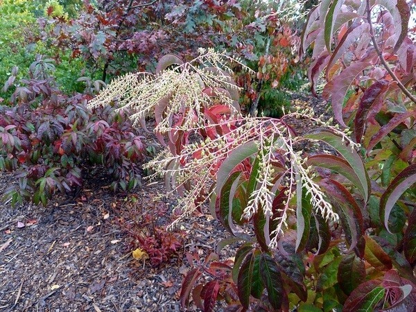 Oxydendrum arboreum Lily of the Valley Tree Sourwood 30 seeds