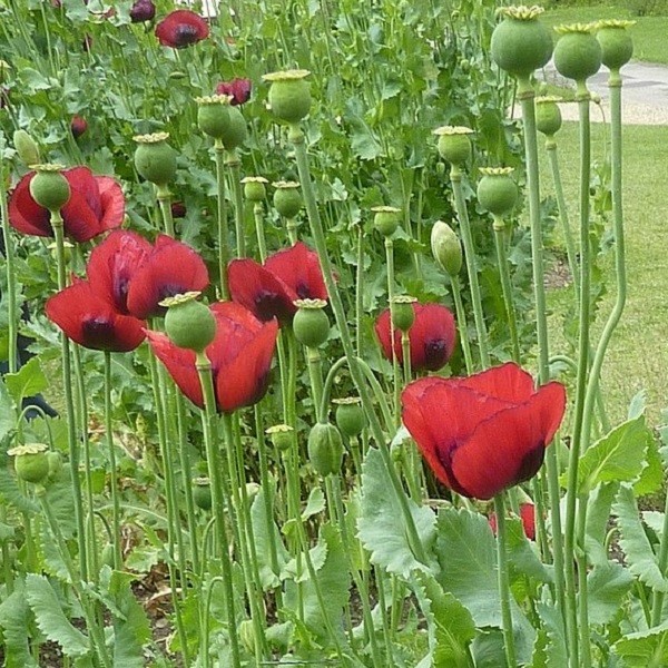 Premium Stratified Heirloom Papaver Giganteum Seeds Gorgeous Giant Red Flowers