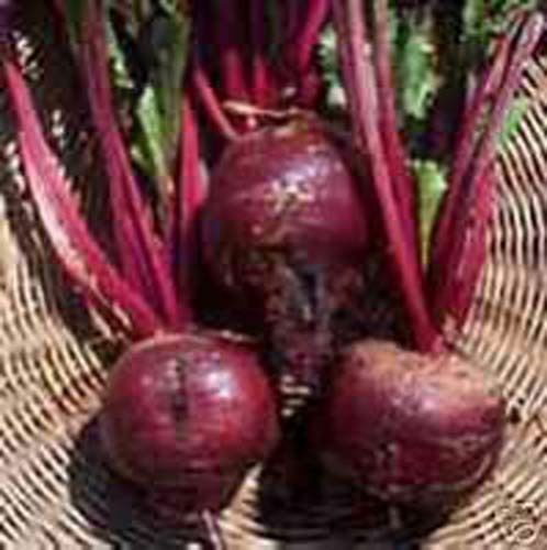 Beet Early Wonder Tall Top Great Heirloom Vegetable By Seed Kingdom 1,500 Seeds