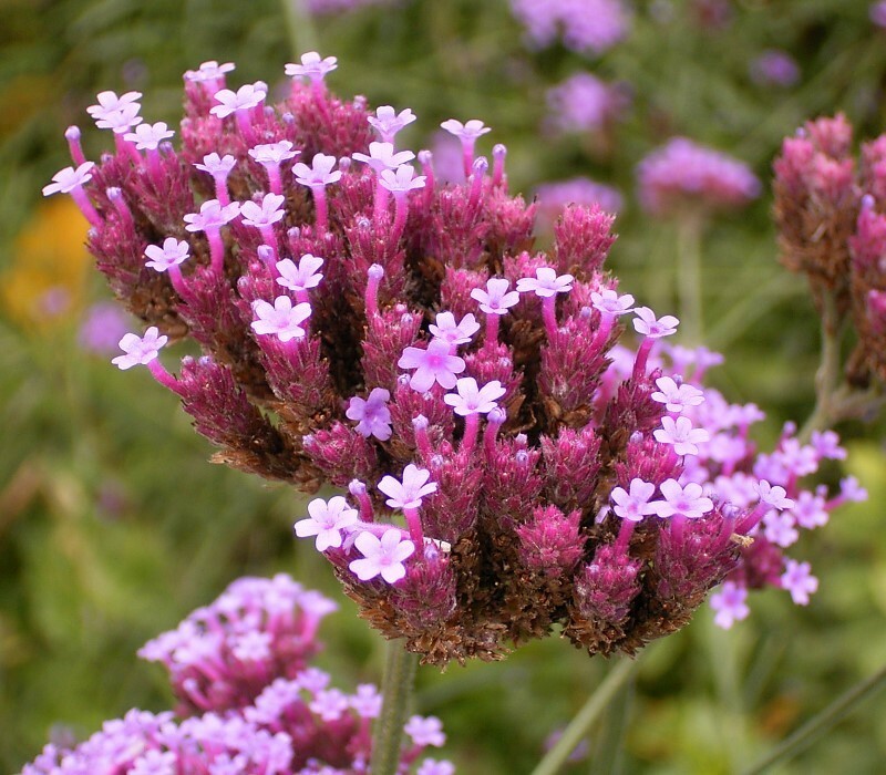 VERBENA BONARIENSIS, 250 SEEDS, TALL VERBENA, HARDY, PURPLE FLOWERS, EZ 2 GROW