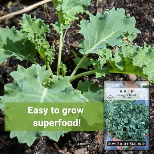 – Dwarf Siberian Improved Kale Seed for Planting – Non-GMO Heirloom Packet 4