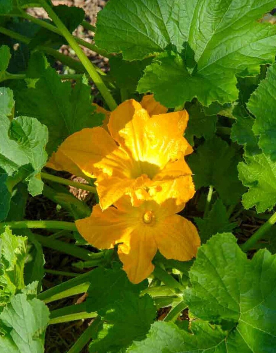 20 Quality Fresh Early Summer Crookneck Summer Premium Squash Seeds-A 25
