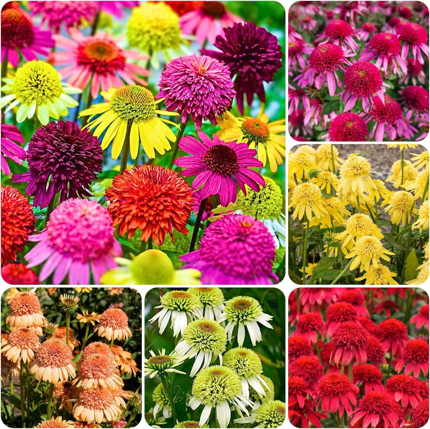 1000+ Double Echinacea Coneflower Seeds for Planting -Perennial Cone Flower Seed