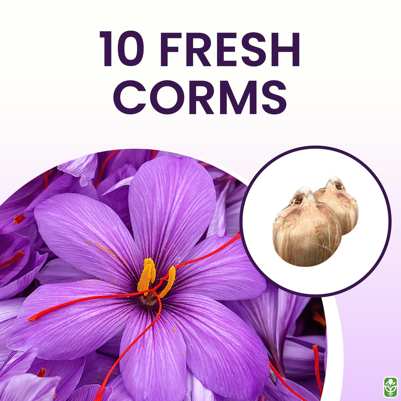 Saffron Crocus Corms for Planting – 10 Large Corms – Purple Blooms – Perennia…