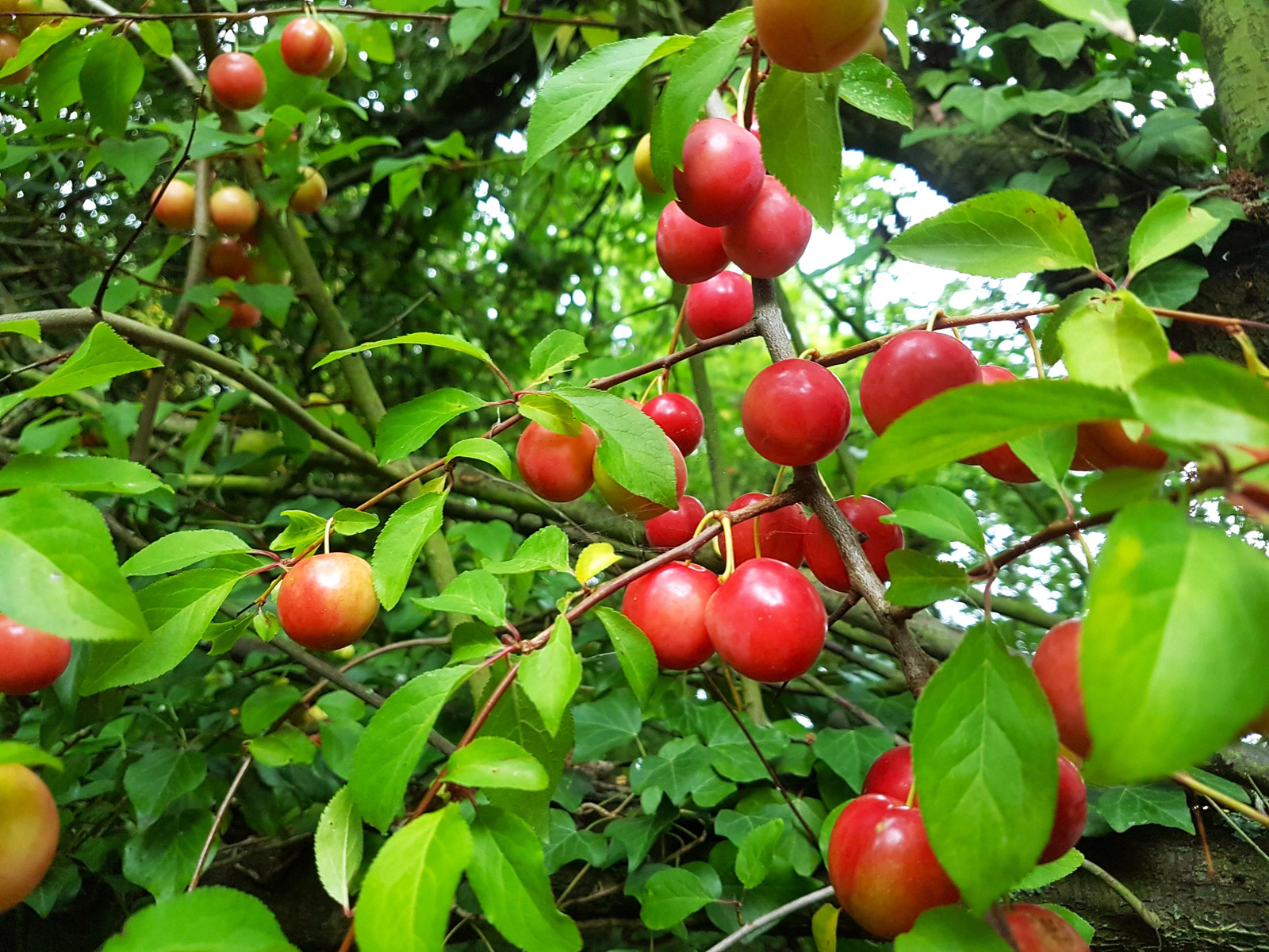 American Plum Tree Seeds – For 2026 Planting Prunus Americana Wild Plums Red