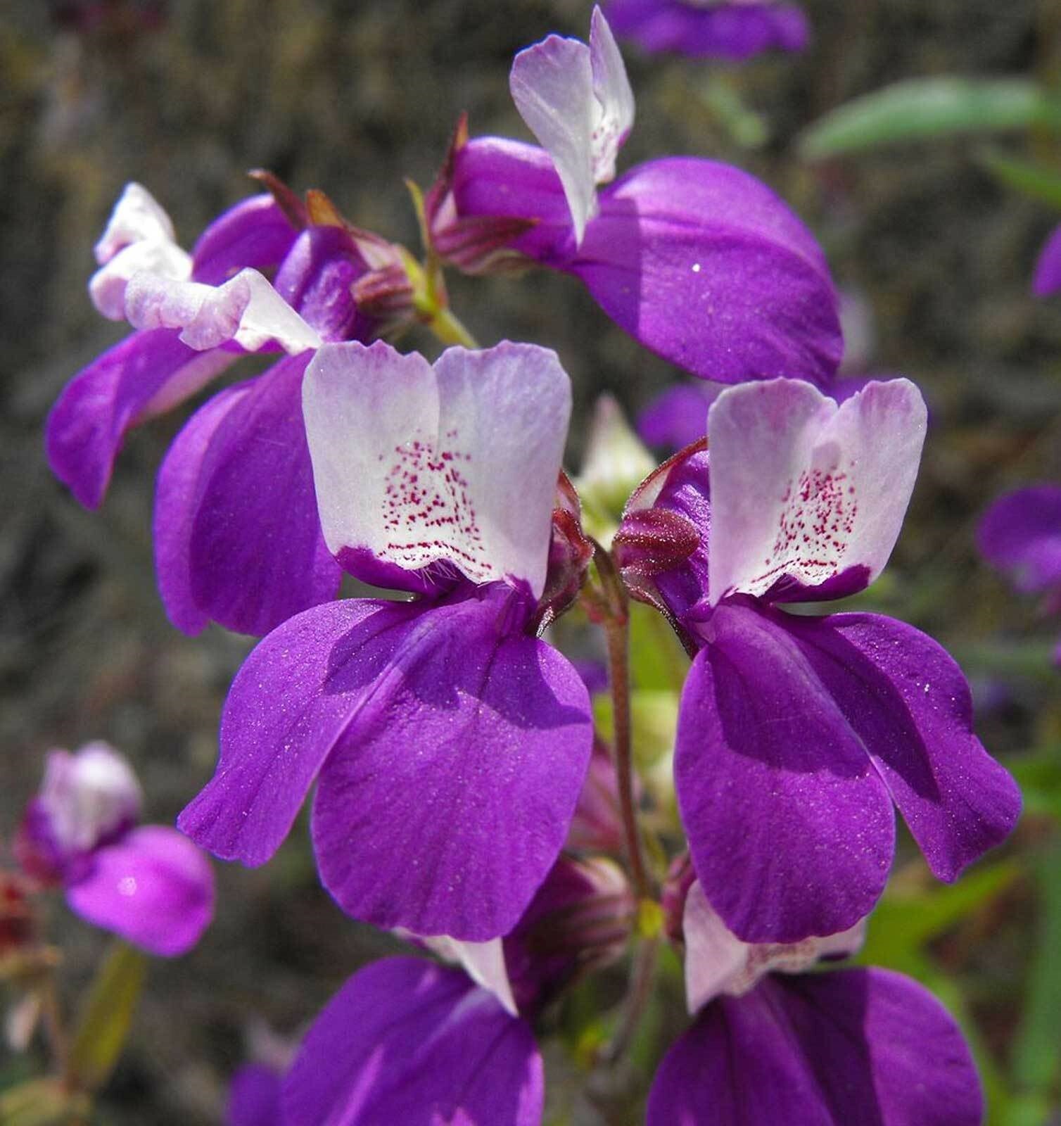 Collinsia heterophylla| Chinese Houses| 200_Seeds