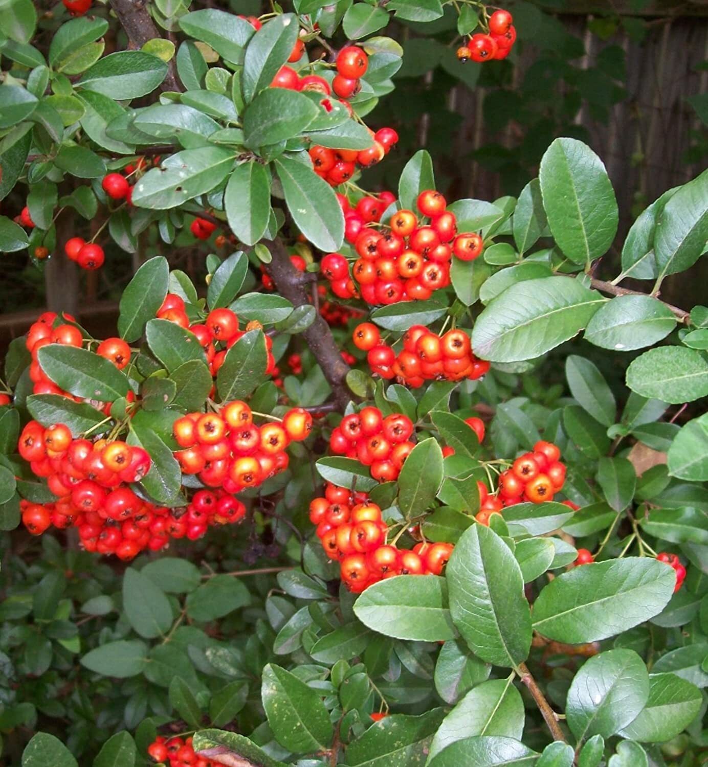 Victory Pyracantha (Firethorn), Climbing Bush (30+ Seeds) (010)