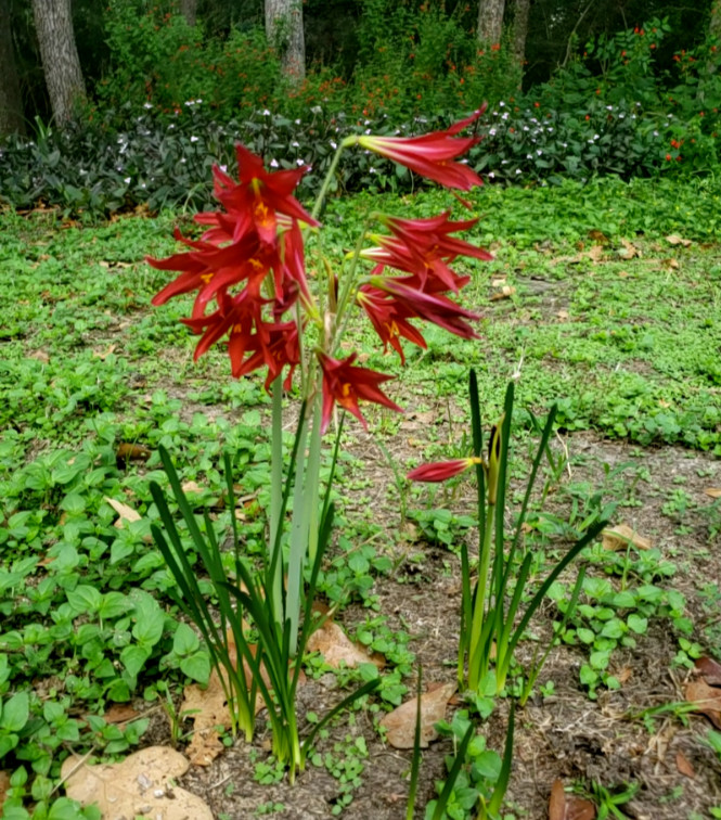 Oxblood Lily Bulbs Lilies Rain Schoolhouse Hurricane Rhodophiala bifida -3 bulbs