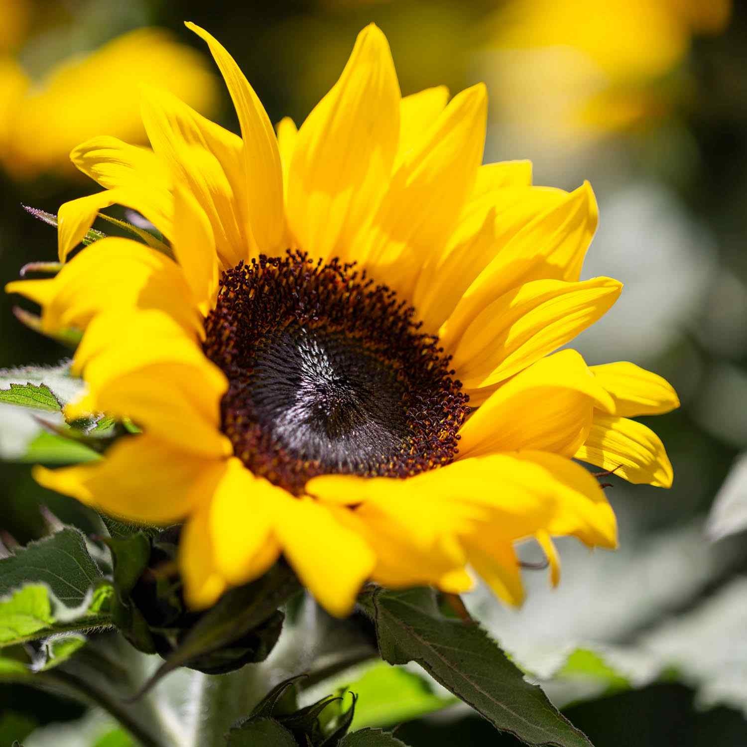 5 LBS Sunflower Seed – Sunflower Sunspot Dwarf Flower Seeds