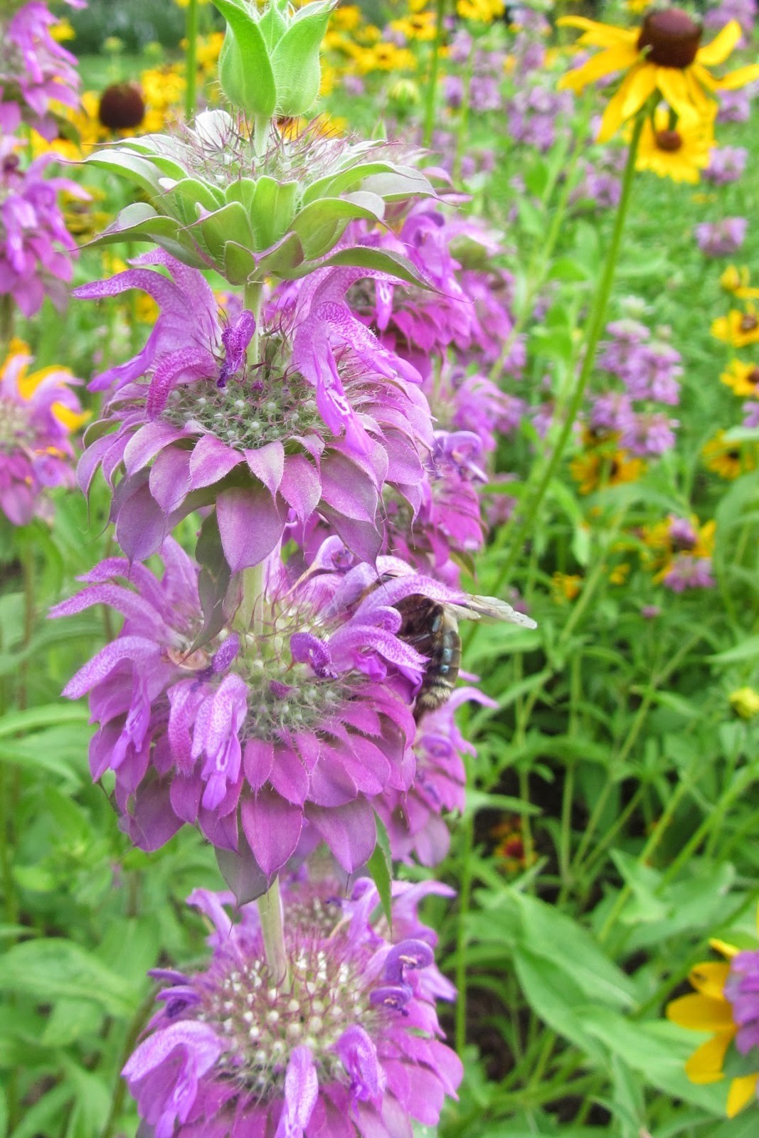 301+LEMON MINT Flower Seeds Perennial Native Wildflower Herb Garden Container