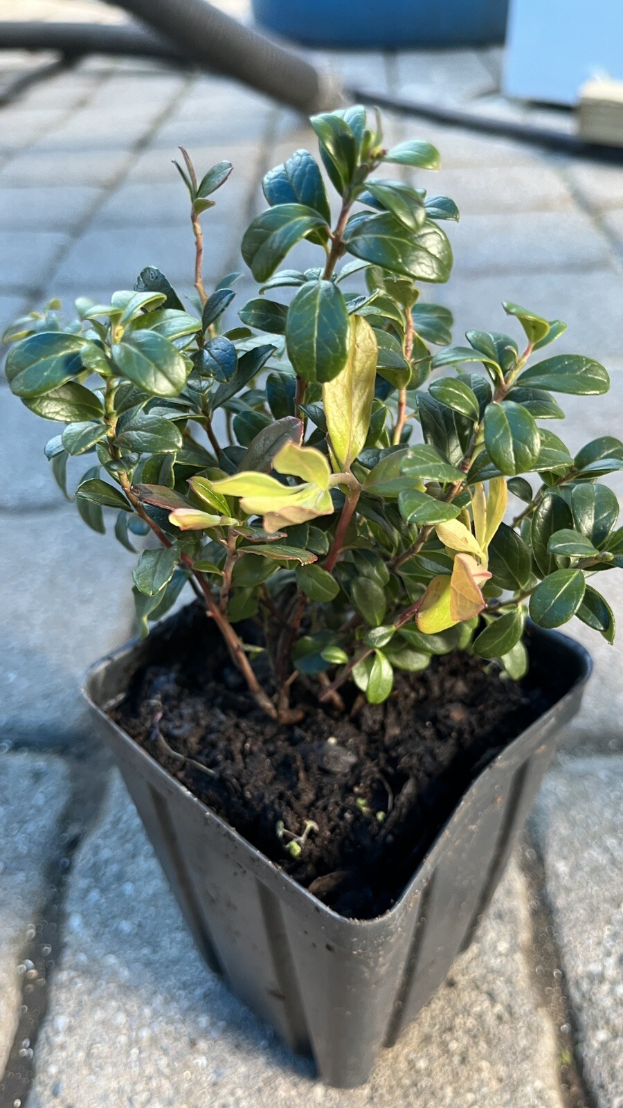 Linnea Lingonberry plant, well rooted plant 2-4 inches tall
