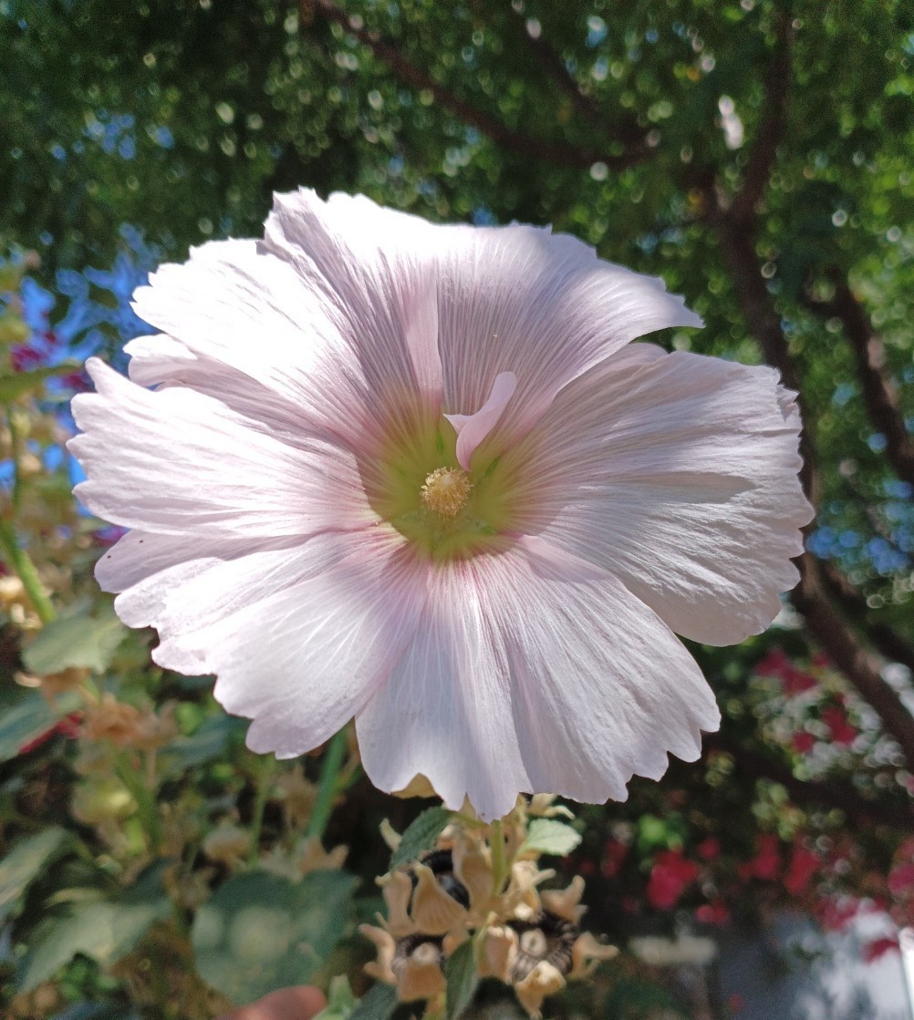 Light Pink Hollyhock – (100+) Seeds 1.5 g.