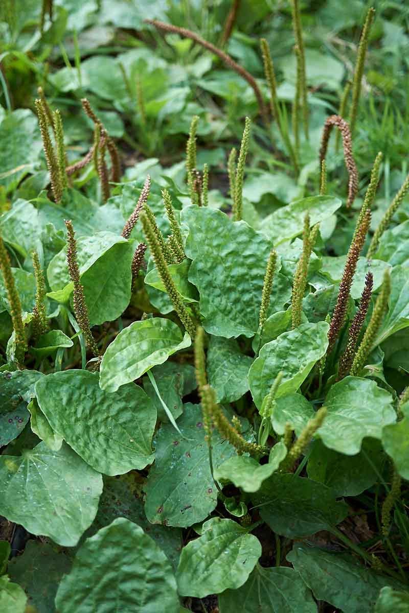 5 Wild Broadleaf plantain live bare root Herbal Edible Medicinal Hardy Perennial