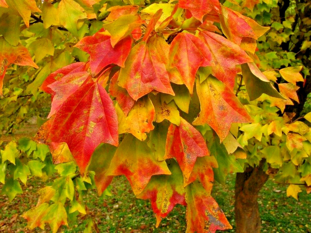 Trident Maple Tree | Premium Seeds | Acer buergerianum ‘Summer’ | Plants’®