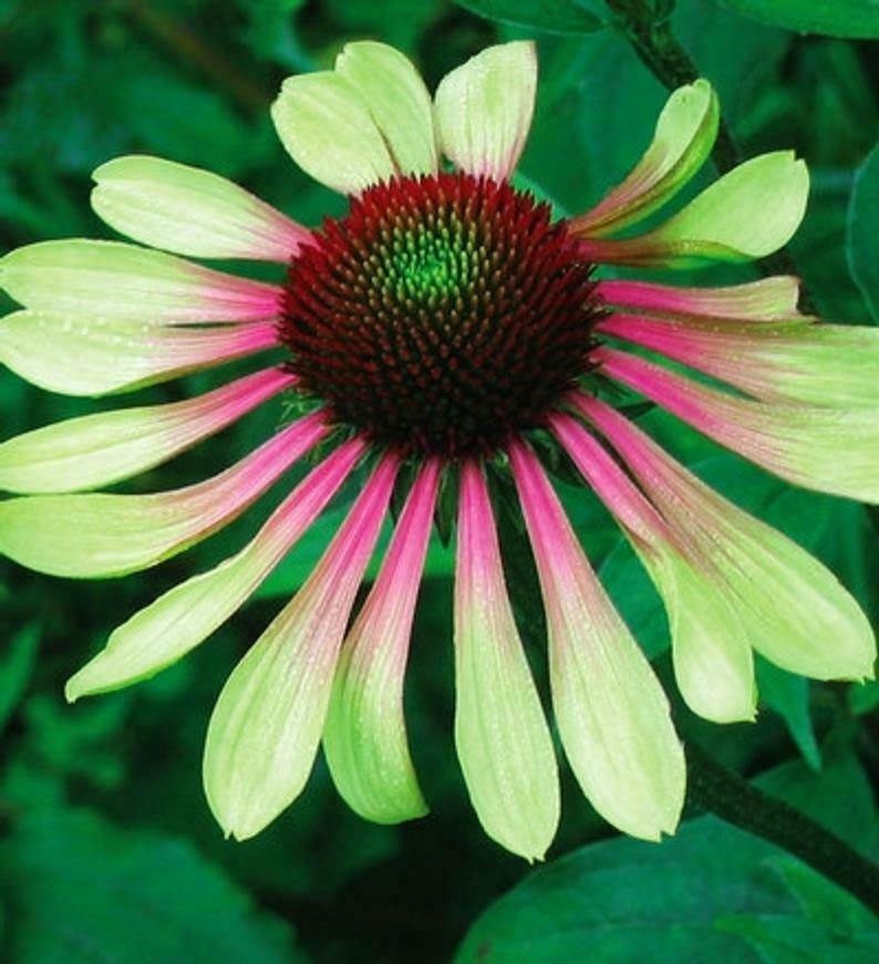 Echinacea purpurea Green Twister | 5_Seeds
