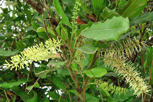 Macadamia integrifolia | Queensland Nut | 10 Seeds