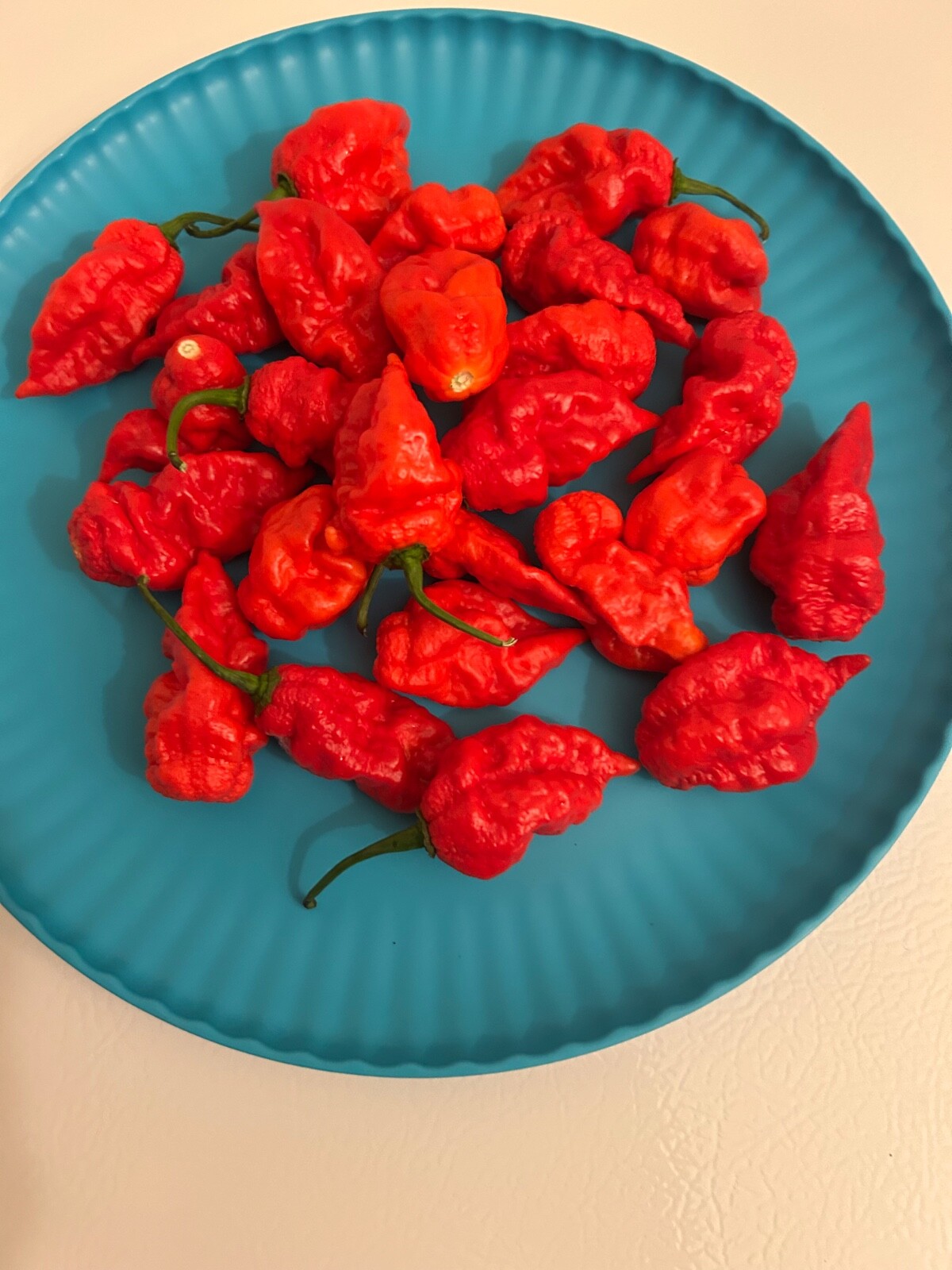40 Genuine Red Ghost Pepper Seeds Extremely Hot