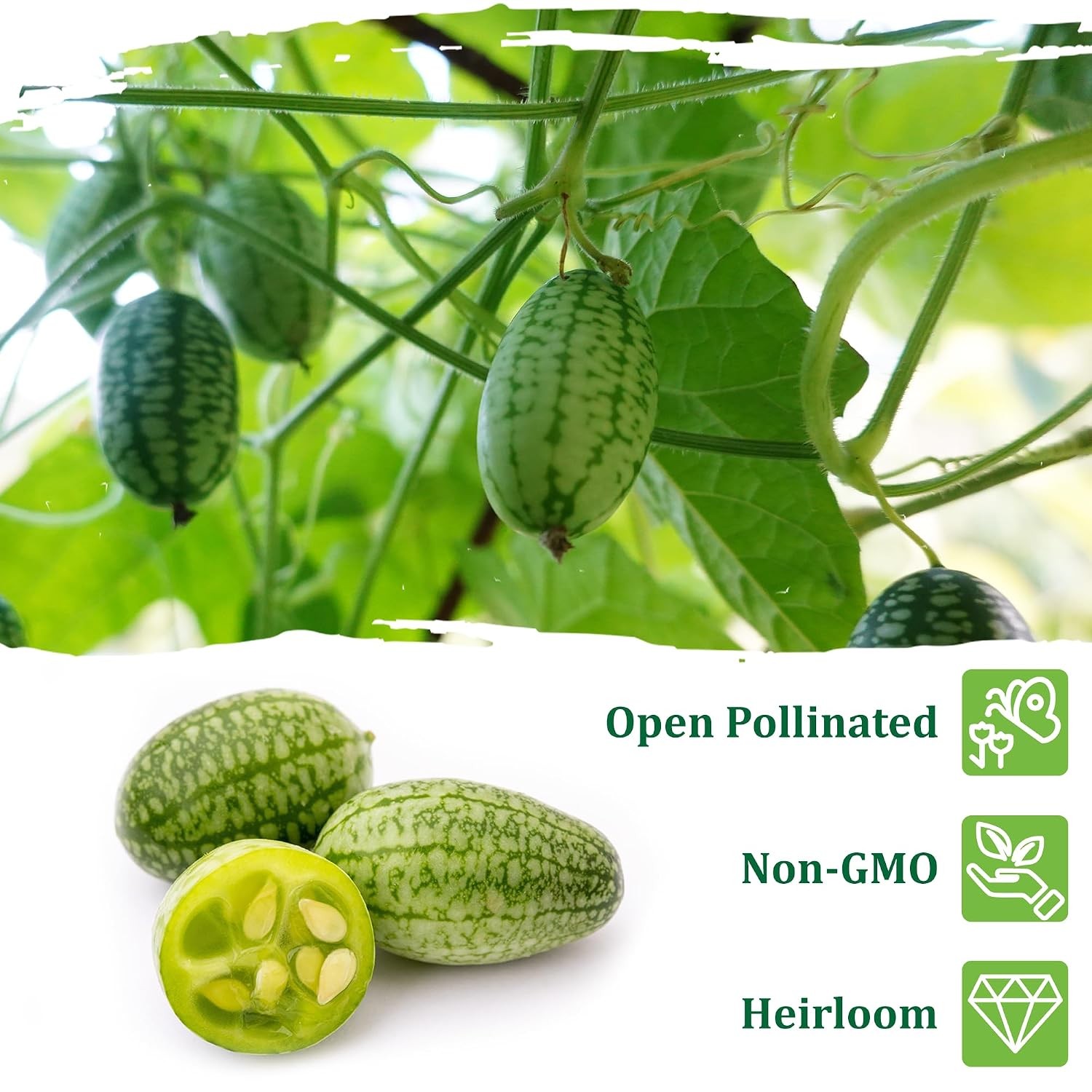 Cucamelon Heirloom Non GMO Vegetable Seeds for Planting, 75 Seeds, Gardening,