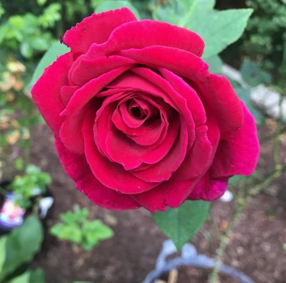 Red Mr Lincoln Hybrid Rose – Pack 30 Seeds – Rose Flower Seeds for Gardening