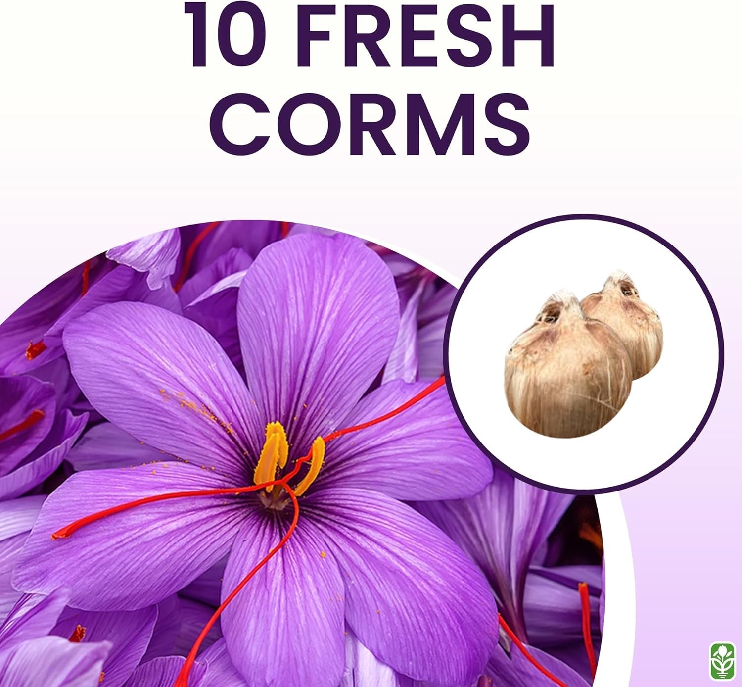 Saffron Crocus Corms for Planting – 10 Large Corms – Purple Blooms – Perennia…