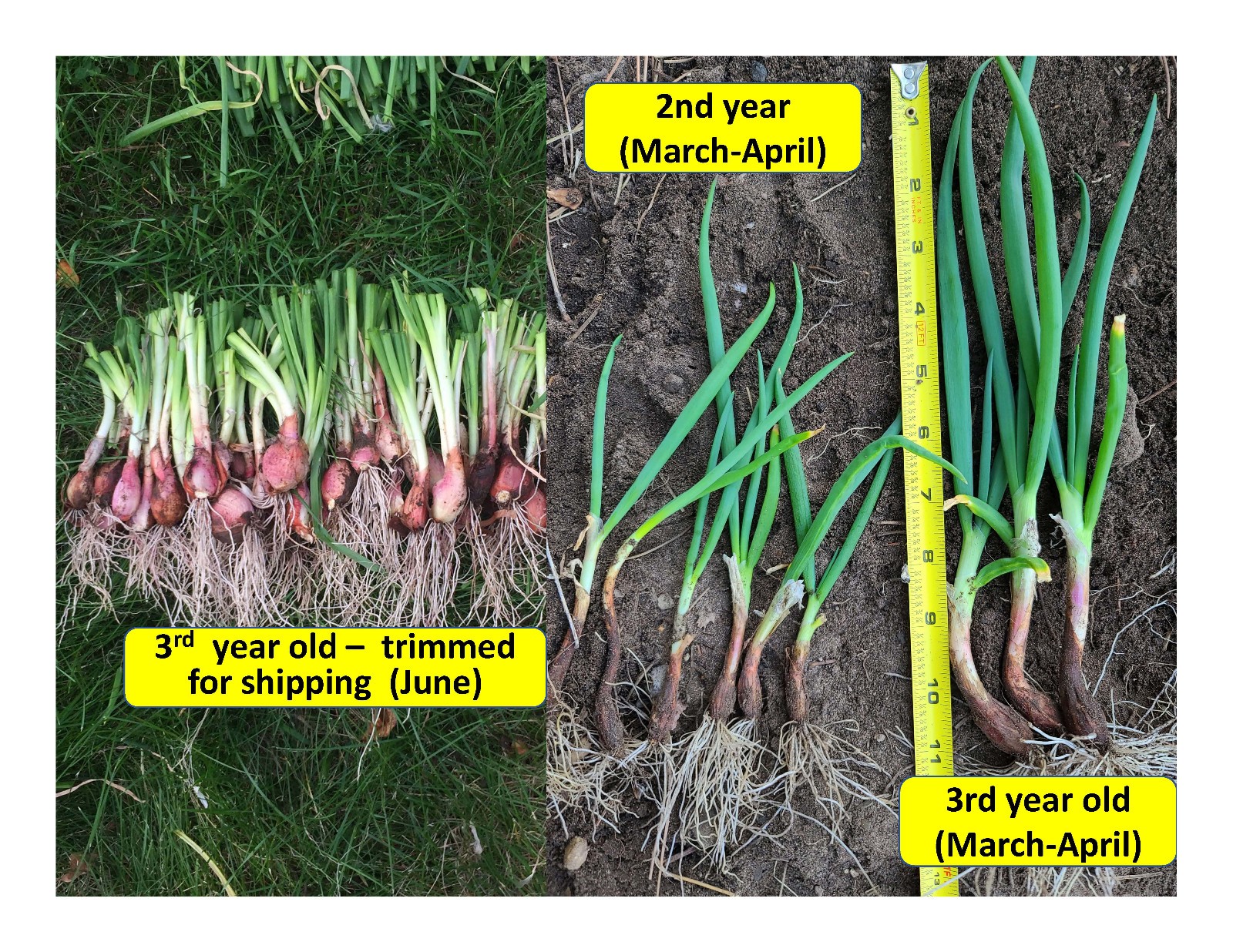 Egyptian Walking Onion PLANTS Grown in chemical free soil; FREE SHIPPING