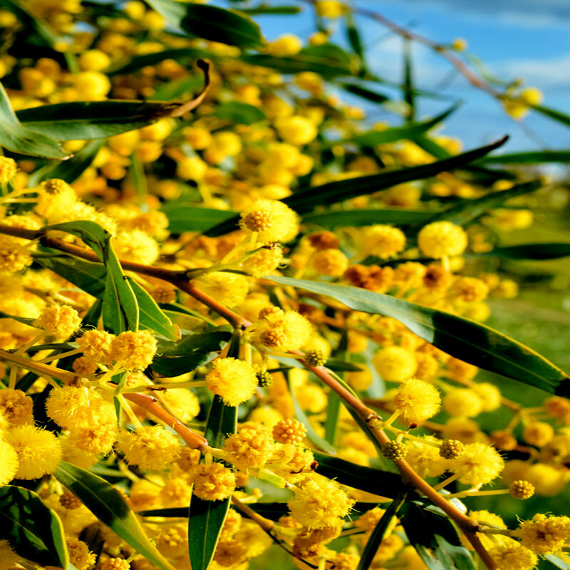 10 FORMOSAN KOA TREE SEEDS (Acacia confusa) Fast Growing Flowering Exotic Plant