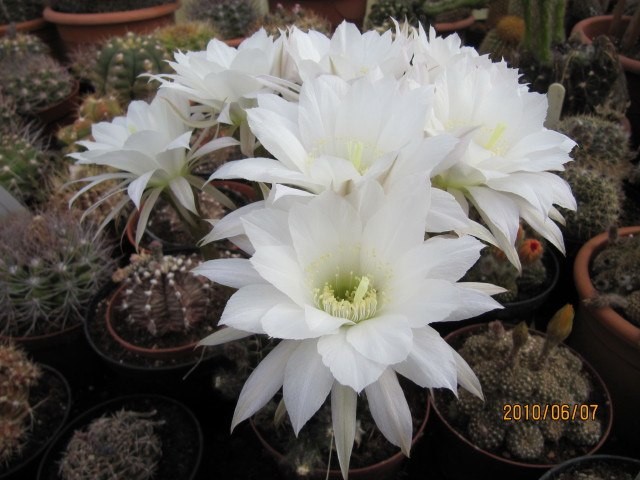 Echinopsis Ancistrophora aka Easter Lily Cactus 8 Seeds Free Shipping!