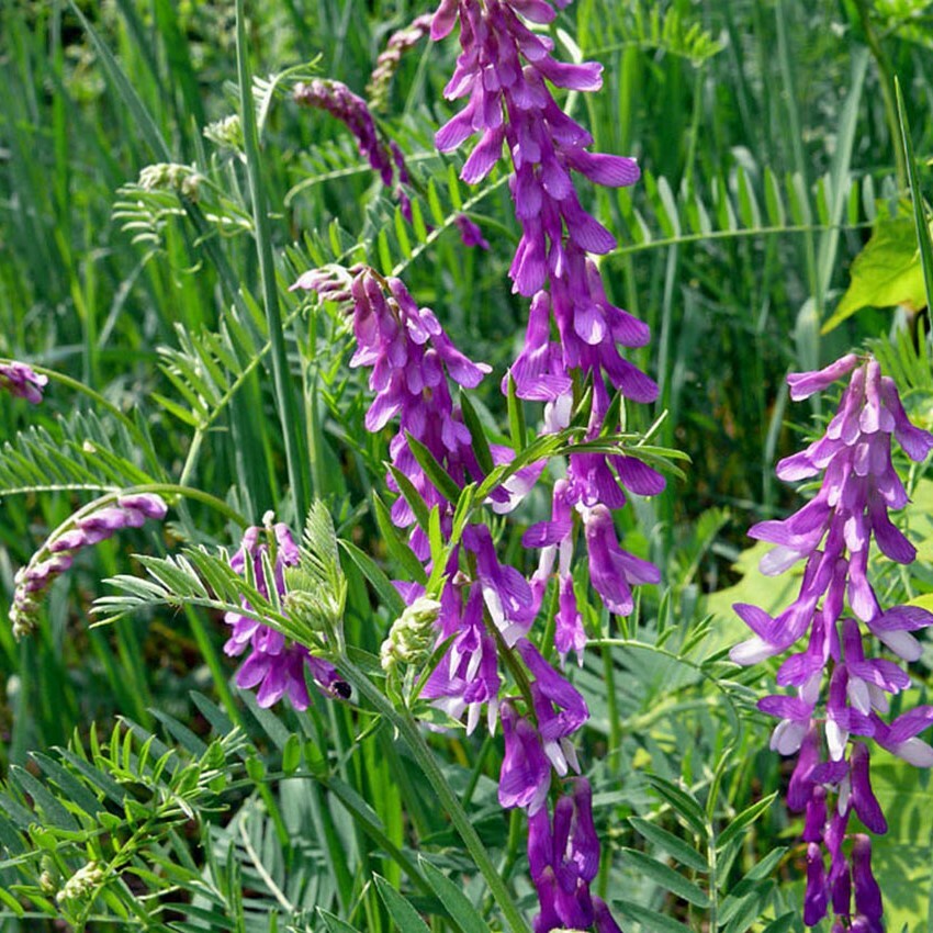 Vicia Villosa 1oz (500) Seeds, Inoculated Hairy Vetch Nitrogen Fixing Cover Crop