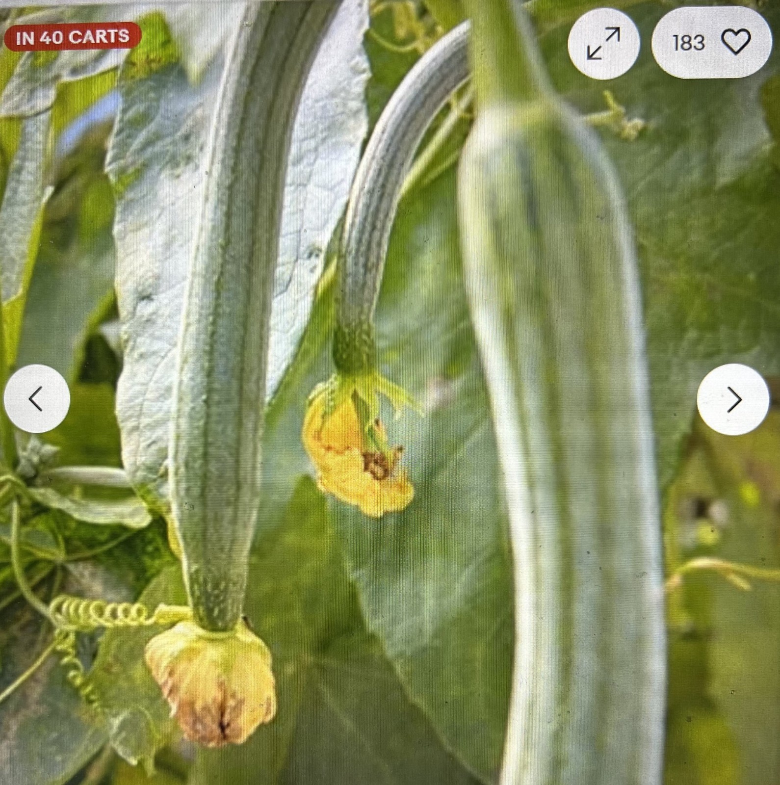 35 Super Long Luffa Gourd Seeds – Seeds – Non-GMO Heirloom Variety, Muop Huong.