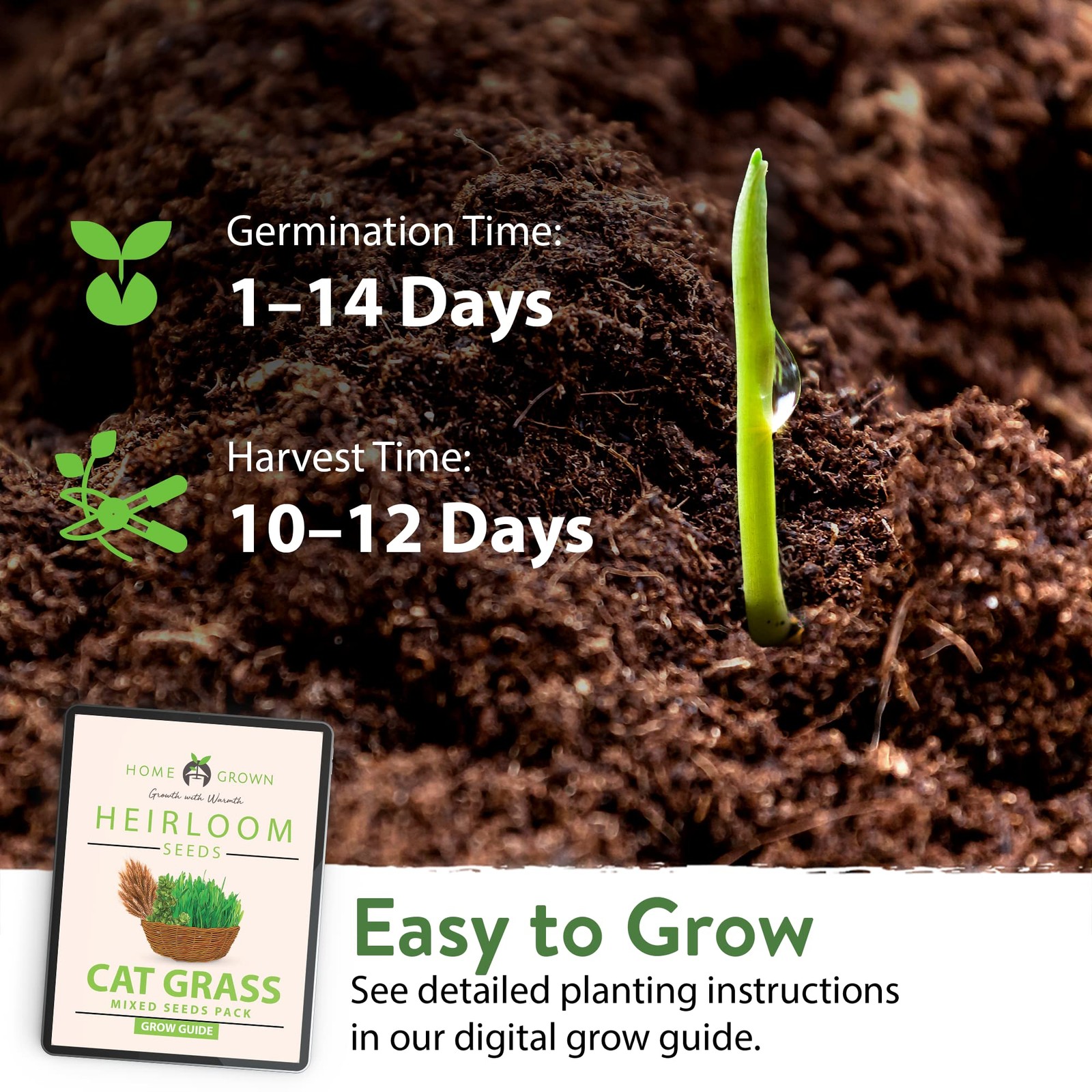 2,160+ Cat Plant Seeds Mix – Non GMO Heirloom Catnip, Lemongrass, Licorice, T…