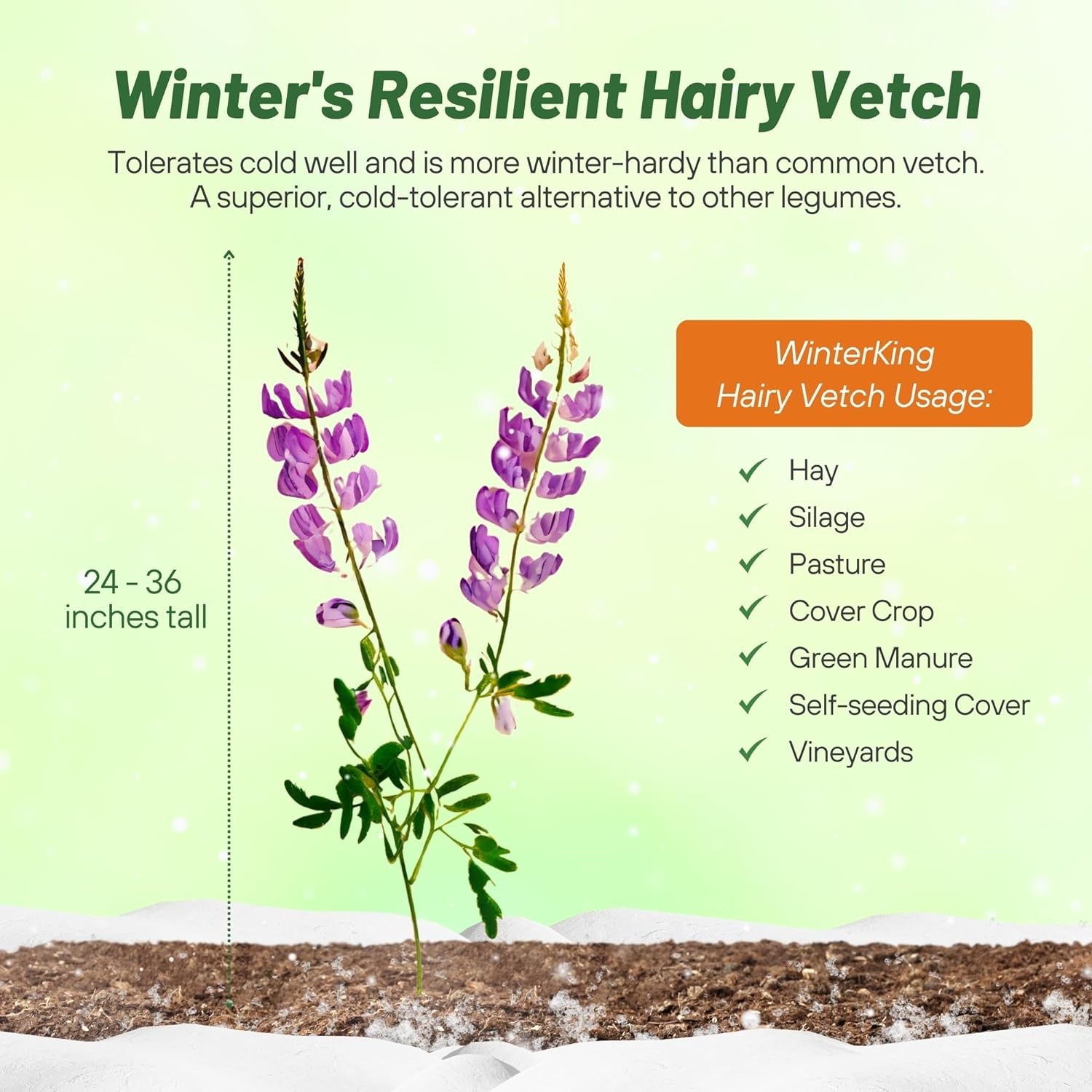 1 OZ – Inoculated Hairy Vetch Seeds – Bulk Legume & Cover Crop Seed For Planting