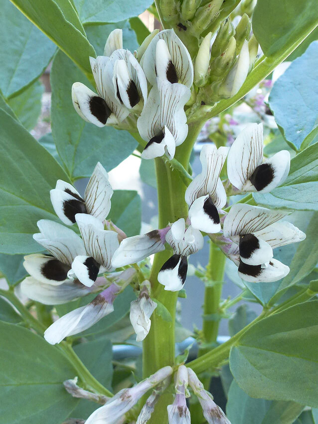 Bean Henderson Bush Lima or Fava Broad Windsor/ Heirloom/Open Pollinated/non GMO