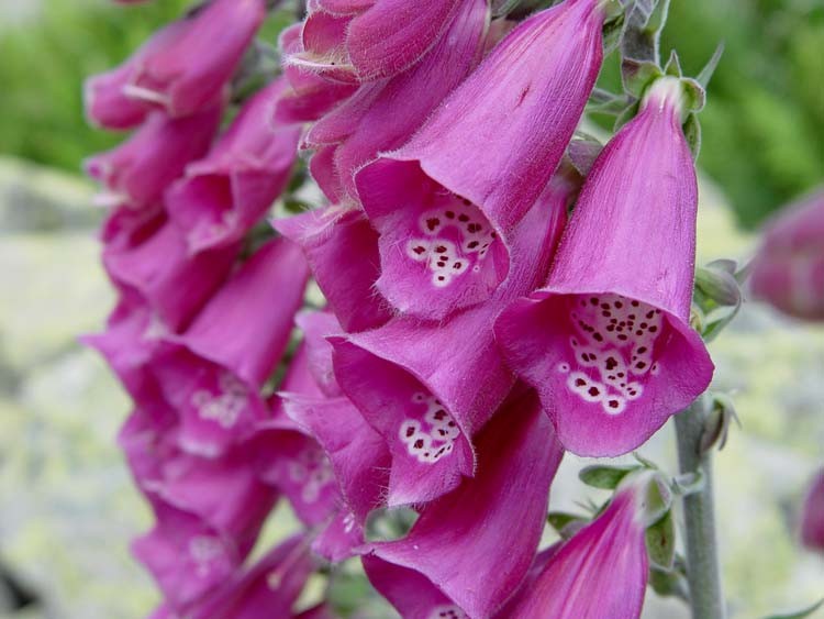 2501+FOXGLOVE MIX Seeds Wildflower Shade Garden Patio Container Cut Flowers Easy