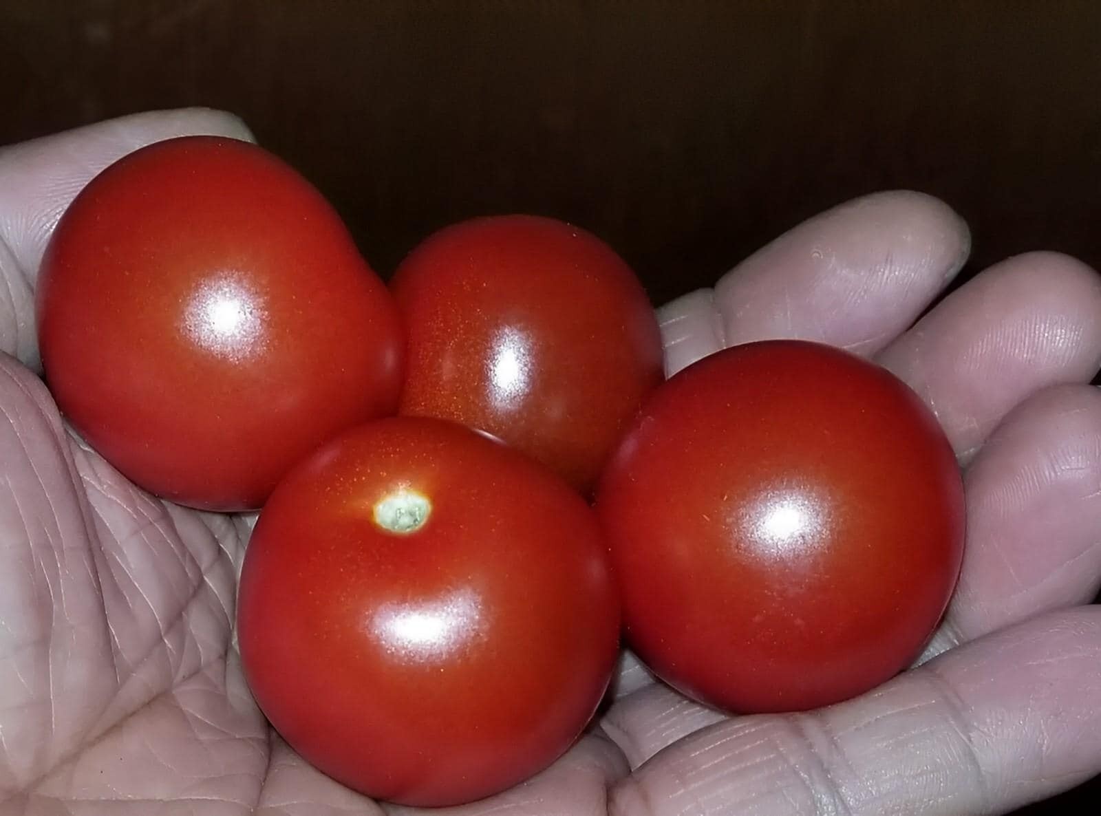 Christmas Tree Micro Dwarf Tomato Seeds {Limited Qty:}